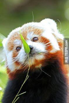紅熊貓的主食是葉子與竹子，偶爾會以水果、昆蟲或是鳥蛋作為點心。