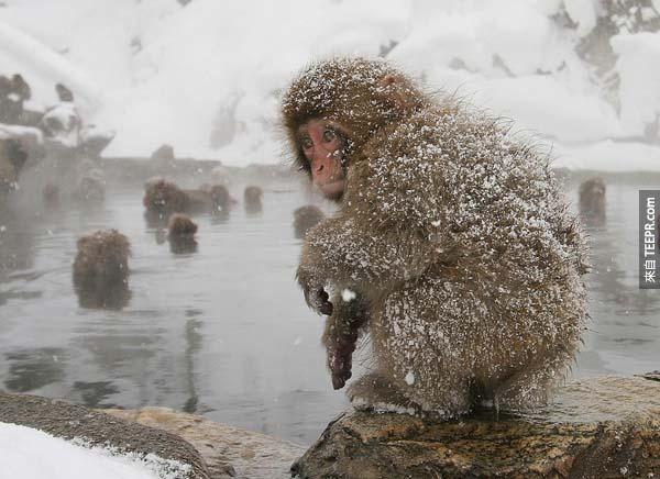 18.) 在一場降雪後，日本猴子一同捲縮在溫泉池附近。