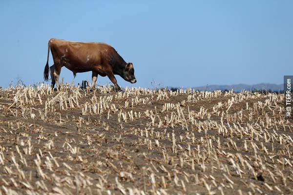 3.)纽西兰的牛群在一面极为干燥的草原上寻找食物。