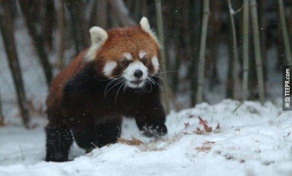 樹林與竹林的減少是紅熊貓數量減少的原因之一。