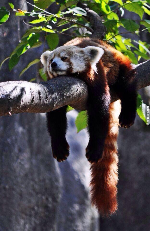 红熊猫的一生大多都待在树上，他们甚至会在树枝上睡觉。(这样不会落枕吗...)