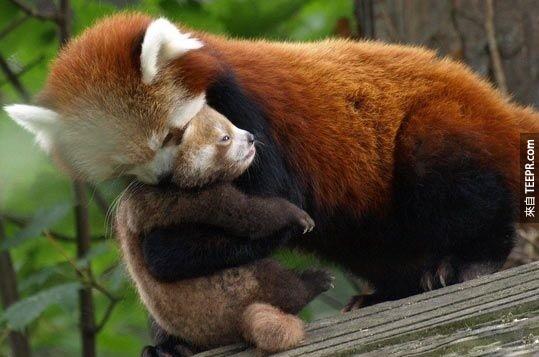 紅熊貓媽媽會哺育小熊貓寶寶直到他們長大成人，時間大概要12-18個月呢！(天下的媽媽果然都是一樣的...好偉大！)