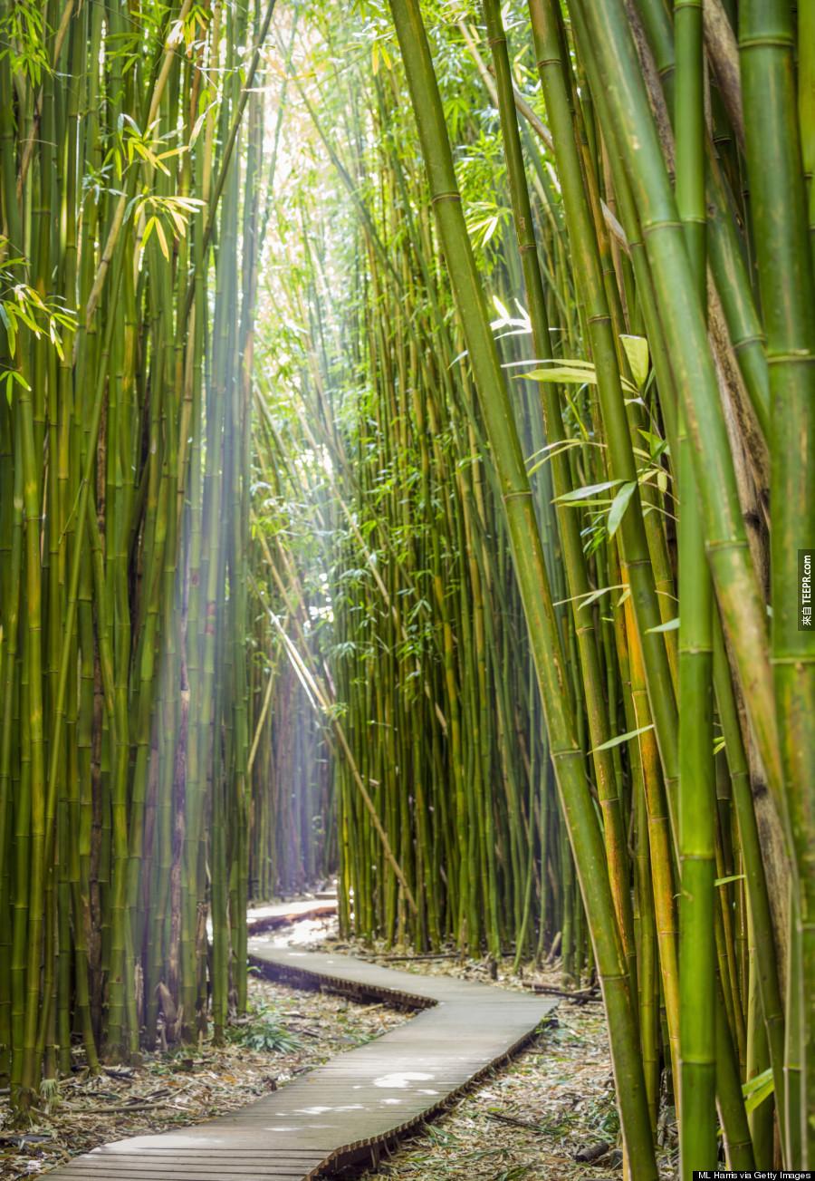 7）竹林，哈雷阿卡拉國家公園，毛伊島。