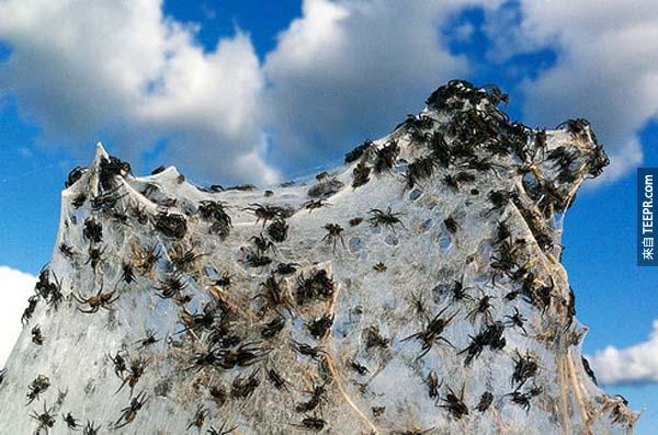 1.) 位於澳洲沃加沃加(Wagga Wagga)附近的蜘蛛為了躲避洪災，不斷往高處搬家，結成很大的蜘蛛網。
