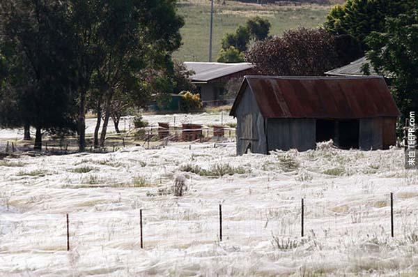 這些覆蓋在草原上的蜘蛛網就好像雪一樣。