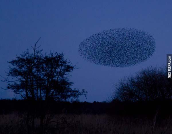 3.) 萬鳥群飛: 鳥兒群飛的樣子看起來有點像是不明飛行物體。