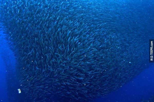 15.) 沙丁魚狂潮: 每年的5月到7月，數以百計的沙丁魚沿著南非東海岸一路向北。