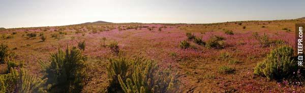 19.) 沙漠花毯: 當智利阿塔卡瑪沙漠(Atacama Desert)的雨量比平時大的時候，開出的花也會特別美麗。