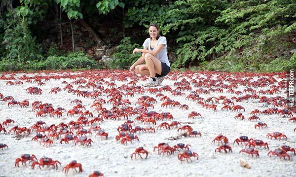  7.)聖誕島(Christmas Island)紅蟹大遷徙: 這個現象每年都會發生，有多達4千萬隻螃蟹會成群地爬向海灘產卵。