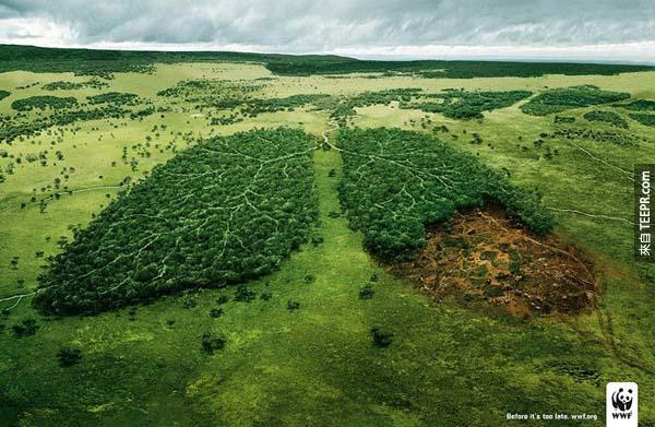 32.) 森林砍伐会改变我们的空气。