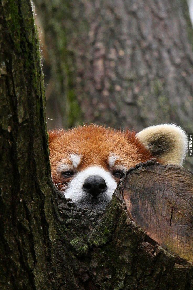 紅熊貓的毛色讓他們成為森林中的躲藏高手，紅橘色的毛色與樹上紅褐色的癬苔融合在一塊，是不是很難發現呢？真的是一隻「躲貓貓」！