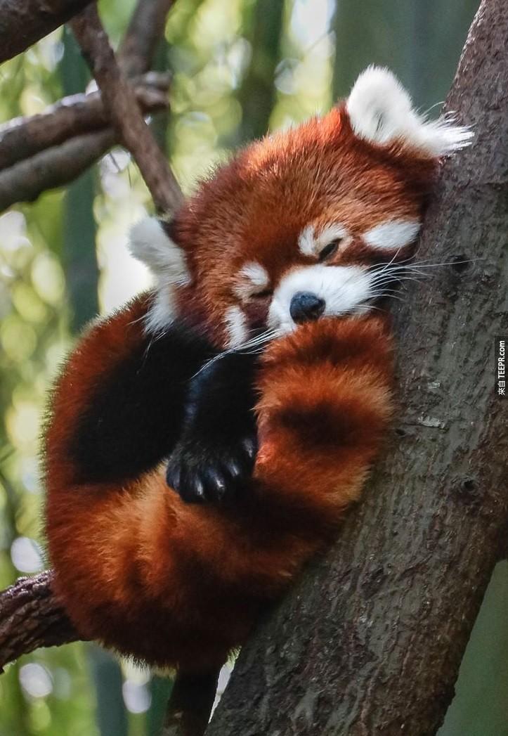 紅熊貓媽媽會用樹枝為小熊貓寶寶築一個巢，這些小寶寶會在裡面待到3個月大。