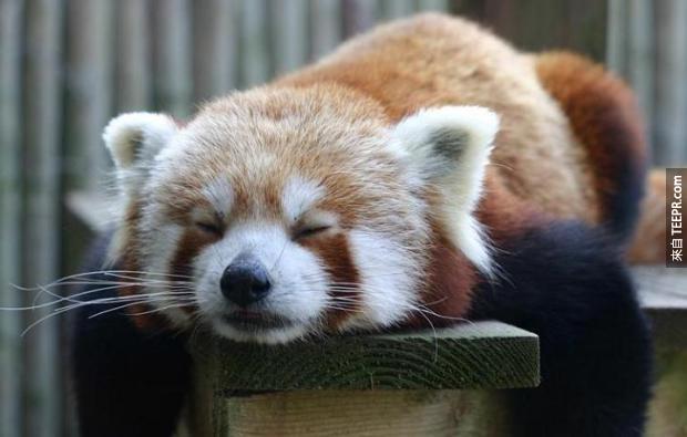 紅熊貓非常喜歡小睡，雖然說在他們在一日之初都非常得活躍，但大部分的時間，他們都很慵懶的靠在樹上打瞌睡。(好羨慕....)