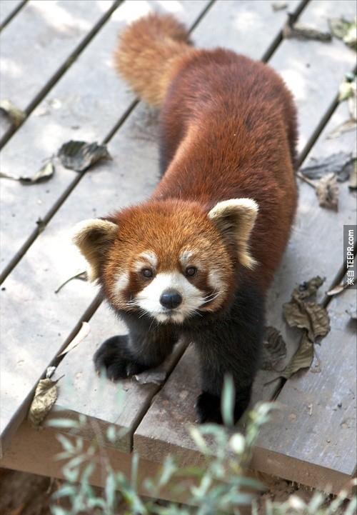 紅熊貓的紅色毛髮讓他們也被稱作「火狐」。火狐瀏覽器就是以他們為命名的喔。