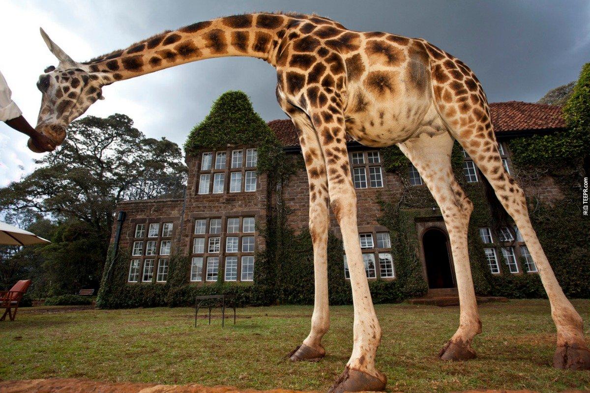Giraffe Manor 