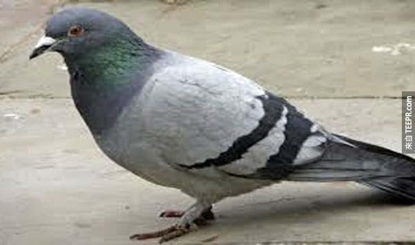 13.) 鸽子密码(Pigeon Cipher): 有一只鸽子的遗体在烟囱内被发现，他身上绑着一些二战时期的讯息。