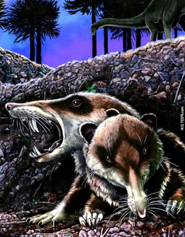 吸血鬼松鼠  別著急，它不會吸血，只是擁有跟吸血鬼一樣的尖牙利爪。100萬年前，它們只吃昆蟲不吃堅果，這樣的松鼠想必一點也不可愛！
