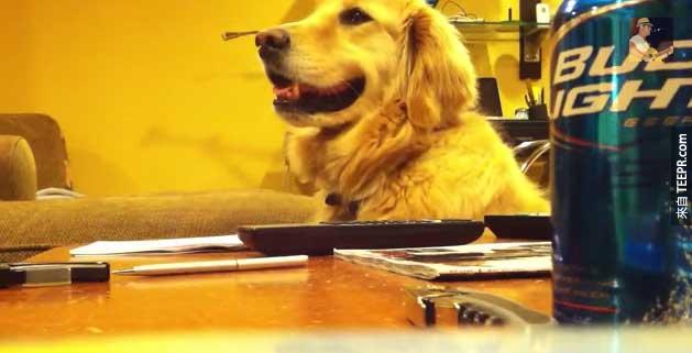 黃金獵犬超愛吉他