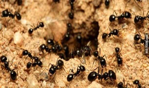 7.)地球上的每個人都相當等於160萬隻螞蟻。