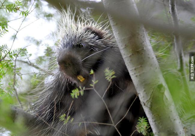 Here’s a porcupine.