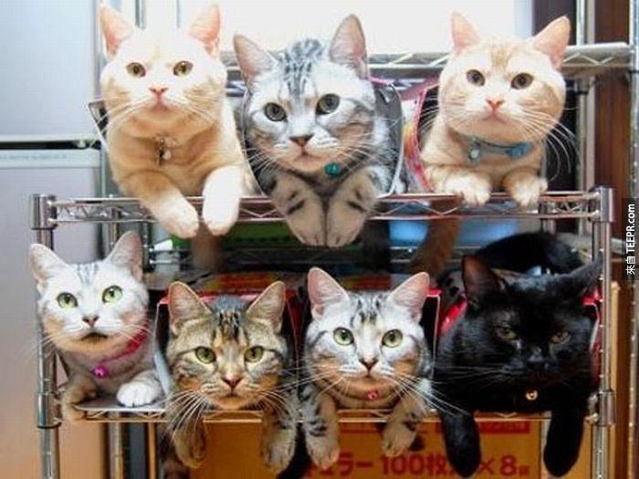 Multiple%20cats%3F%20Stack%20those%20babies%20on%20seperate%20shelves.%20