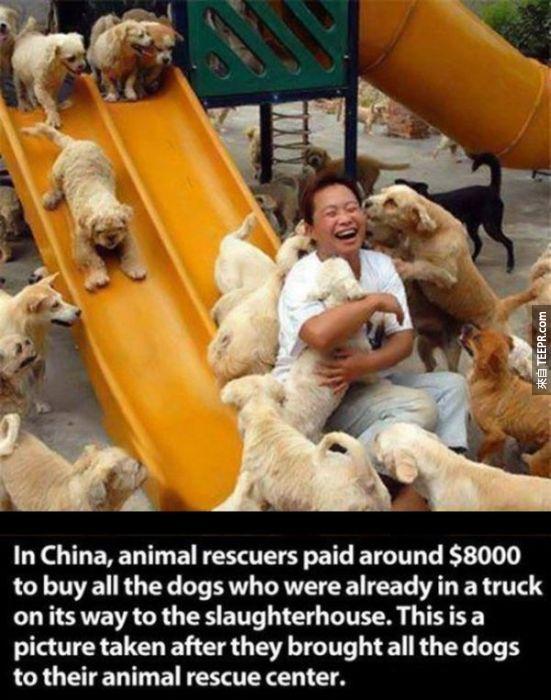 在中國，動物保育團體花了近8,000美元拯救這些原本要被送去屠宰場的狗狗，這張照片是那些狗狗們被帶回保育中心的照片。