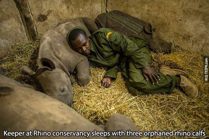 這張照片是一名保育員安詳地睡在三隻孤兒小犀牛身旁。
