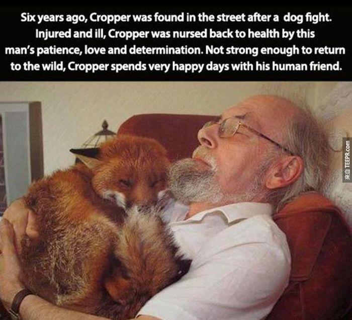 六年前，小狐狸Cropper在一场打斗后满身是伤，虚弱的他在街头被发现。Cropper后来被人带回家，无微不至地被照顾著。但Cropper受的伤实在太严重了，所以康复后还是没办法重回户外生活。所以Cropper留下来跟他的人类朋友共度快乐的每一天。