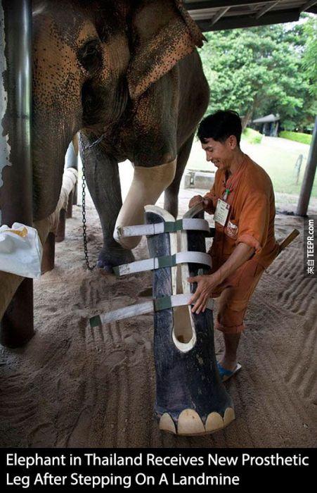 這隻在泰國的大象，不慎誤踩到地雷後，好心的人們幫他特製了大象專用的義肢。