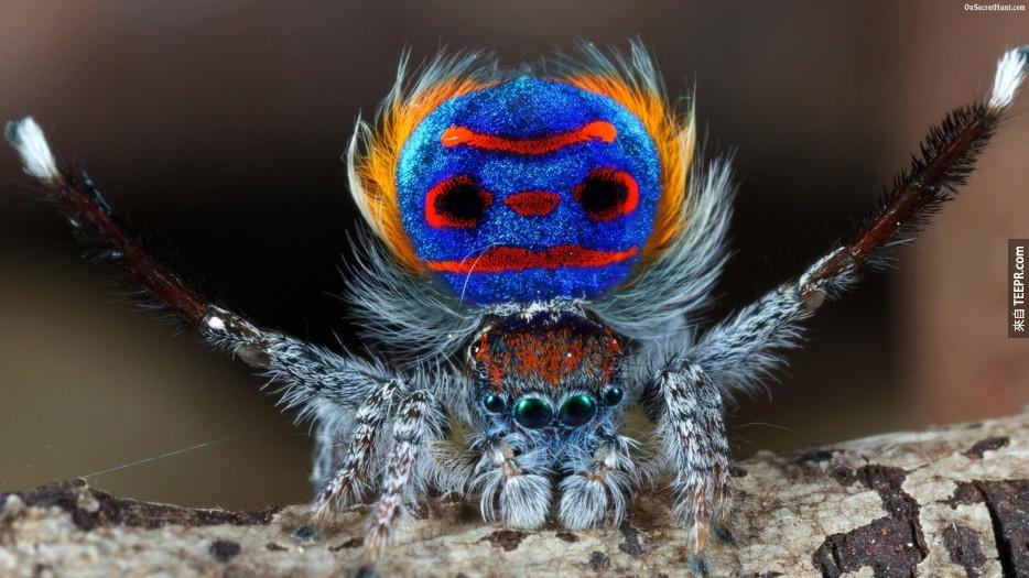 Peacock%20Spider