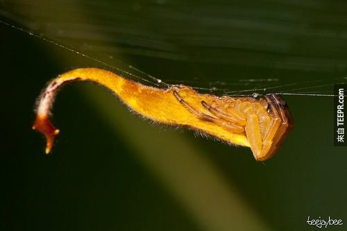 Scorpion-Tailed%20Spider