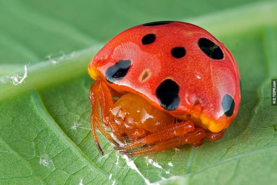 Ladybird%20Mimic