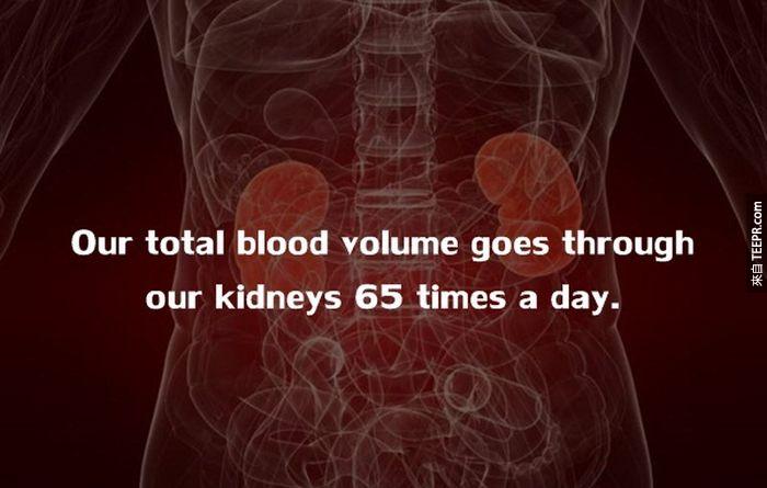 我们的血液，每天至少会经过我们的肾脏65次。