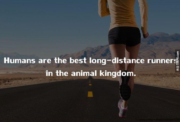 人類是動物中最棒的長跑選手。