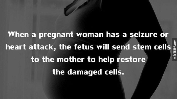 当孕妇心脏病发作时，腹中的胎儿会把干细胞传给妈妈，修复母亲那些受损的细胞。
