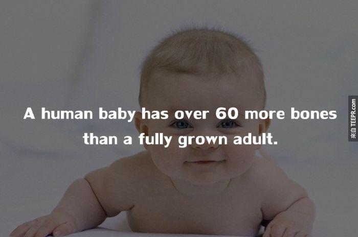婴儿比成人多拥有超过60根的骨头。