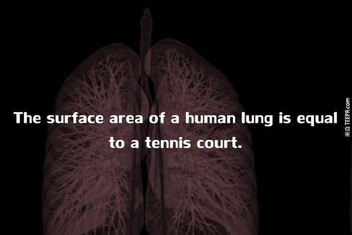 人类肺部的表面积，大约等于一个网球场大小。