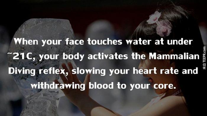 当脸碰到低于21度的水时，身体会自动启动冬眠模式，减缓你的心跳并将血液从主躯干中抽离。
