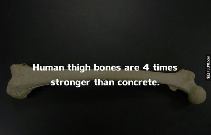 人类的大腿骨，比混凝土坚硬4倍。