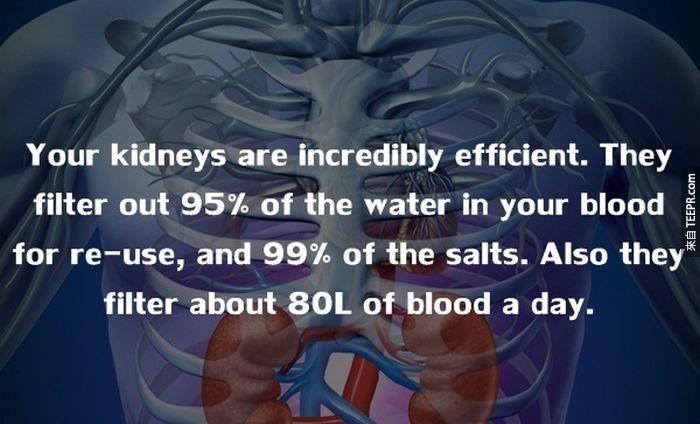 肾脏是一个高产值的器官，它过滤95%的水进入你的血液，另外也过滤99%的盐份。一天血液的产量更高达80公升。