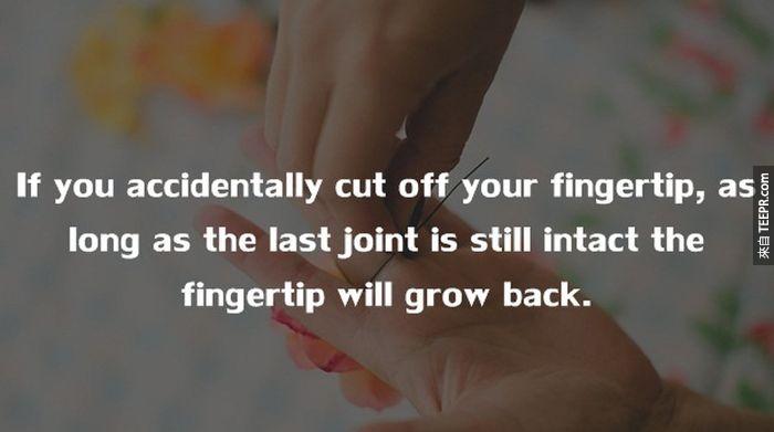 如果你不小心削去了你的指尖，只要关节还在，指尖就会完全复原。