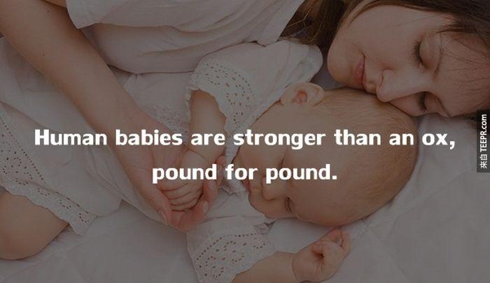 婴儿远比刚出生的小牛还强壮的多。