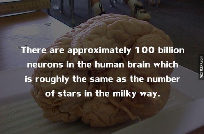 人的大脑大约有超过1兆个神经元，这大约等于银河系的星星数量。