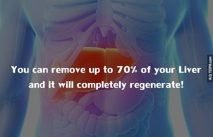 你可以移去70％的肝組織，他依舊會復原成原來的樣子。