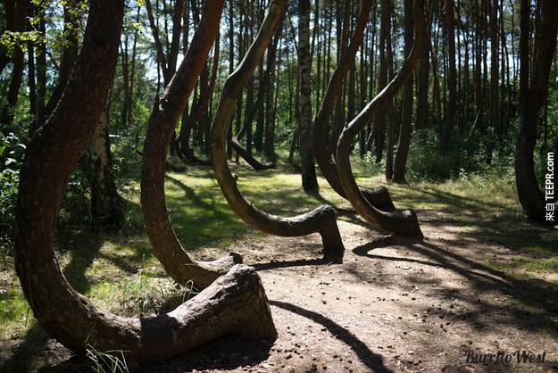 12. 千真萬確，這些在波蘭的樹木就是長這樣。