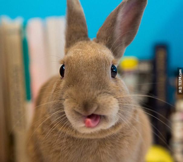 cute-bunnies-tongues-14