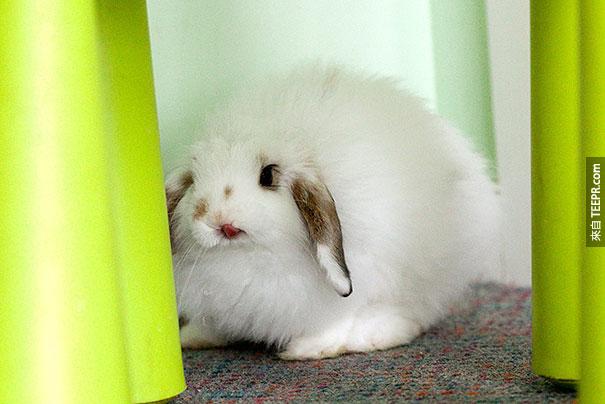 cute-bunnies-tongues-19