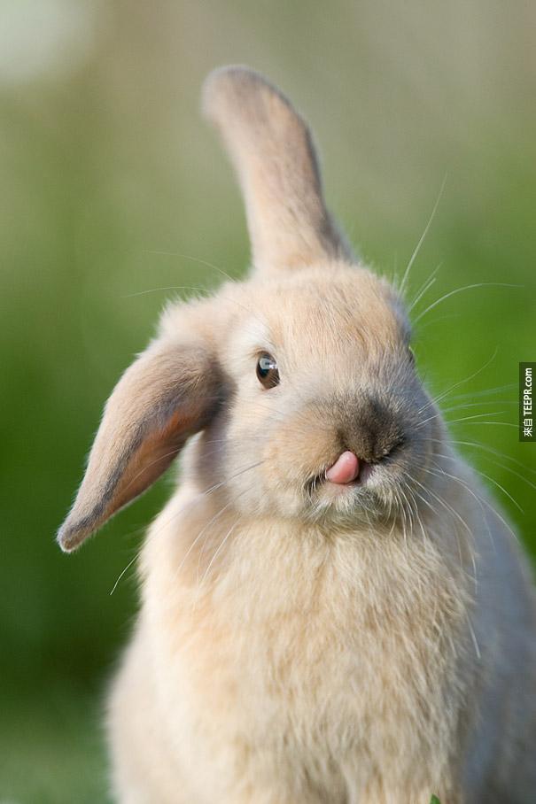 cute-bunnies-tongues-2