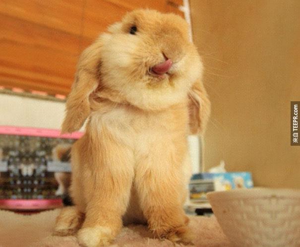 cute-bunnies-tongues-24