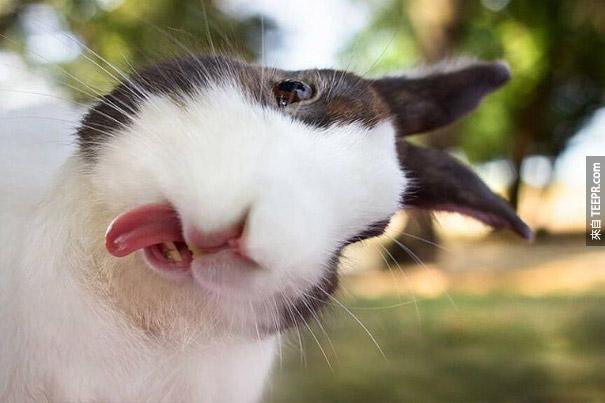 cute-bunnies-tongues-3